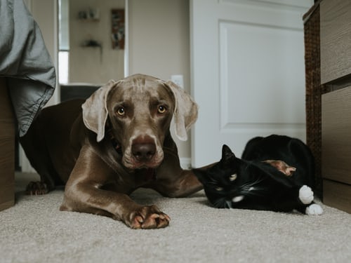 Brun hund och svart katt som ligger intill varandra på matta