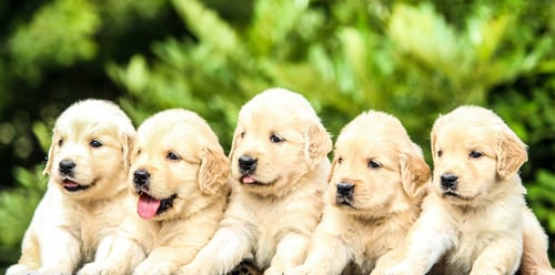 Fem hundvalpar av rasen Golden Retriever