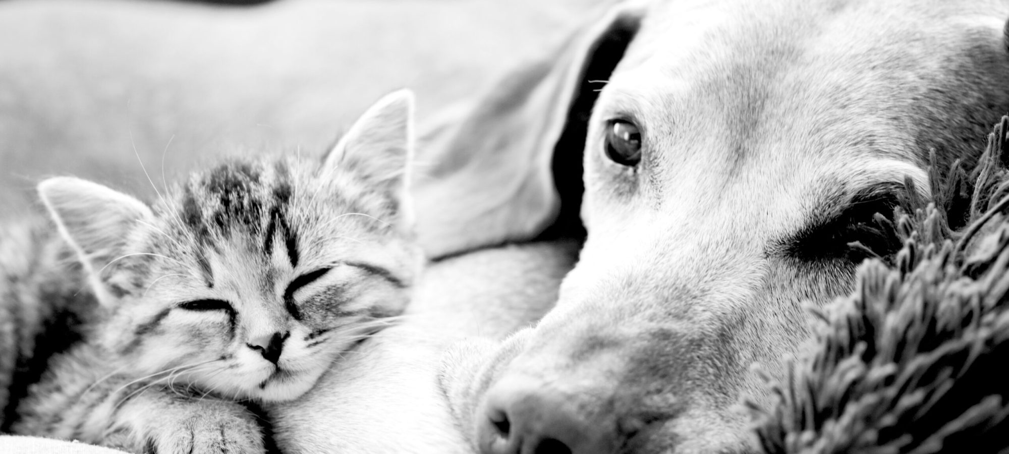Katt & hund – Veterinär Laurell